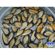 frozen half shell mussel